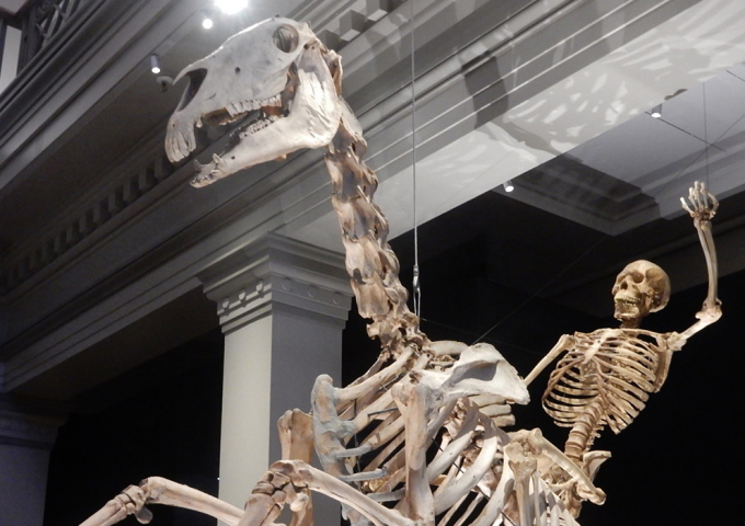 Australian Museum