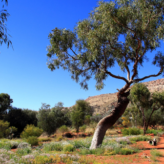 Alice Springs Desert Park