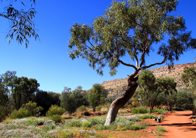 Alice Springs Desert Park