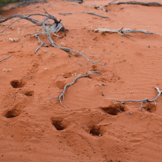 Arid Recovery Reserve