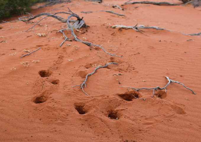 Arid Recovery Reserve