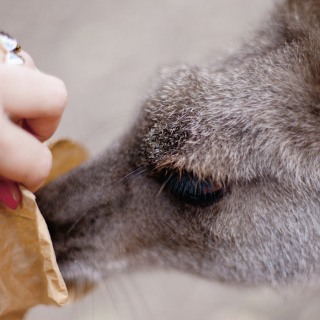 Australia Zoo