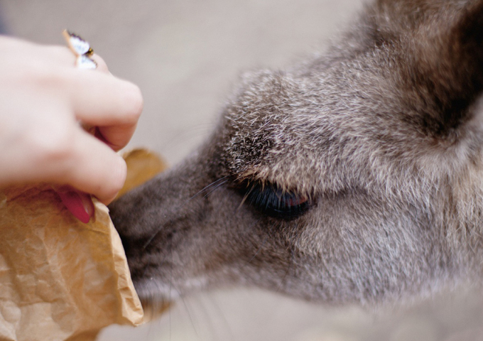 Australia Zoo