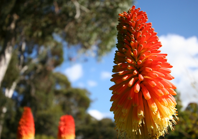 North Coast Regional Botanic Garden