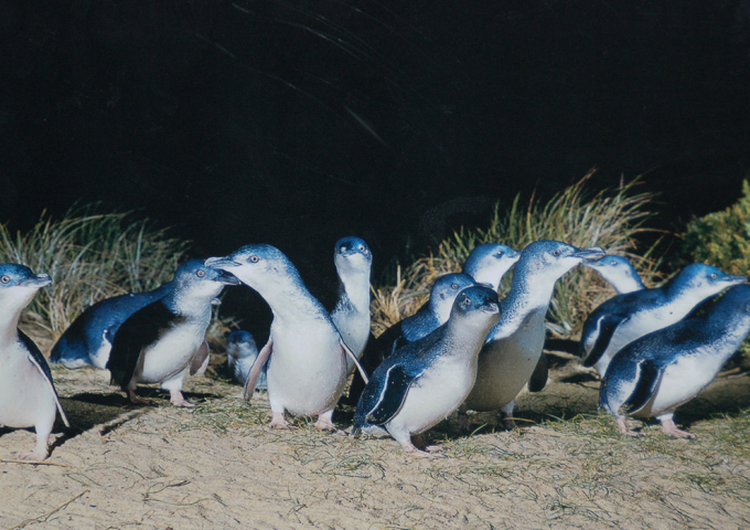 Penguin Parade