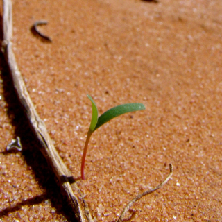 Australian Arid Lands Botanic Gardens