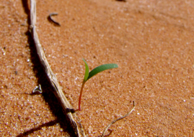 Australian Arid Lands Botanic Gardens