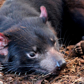 Bonorong Wildlife Sanctuary