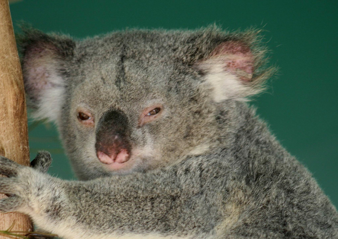 Daisy Hill Koala Centre