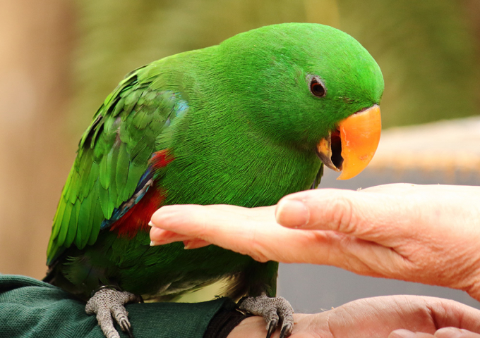 Healesville Sanctuary