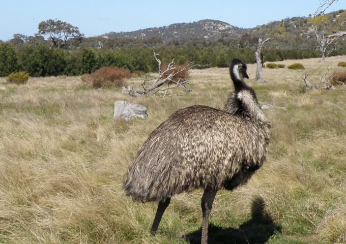 Mt Rothwell