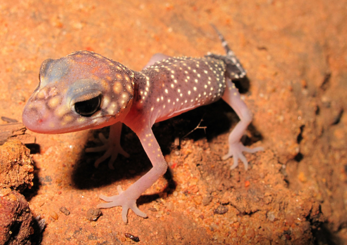 Pilliga Forest Discovery Centre