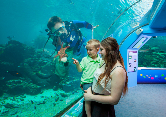 Reef HQ Aquarium