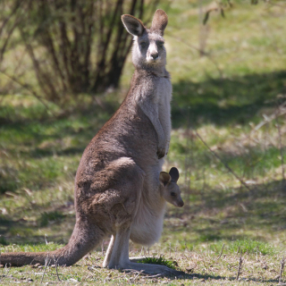 Tidbinbilla Nature Reserve