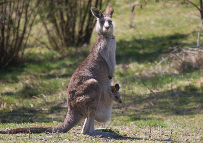 Tidbinbilla Nature Reserve