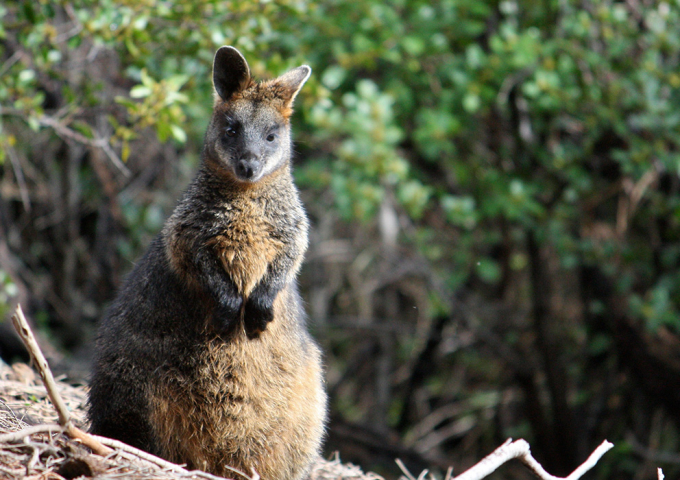 Tower Hill Wildlife Reserve