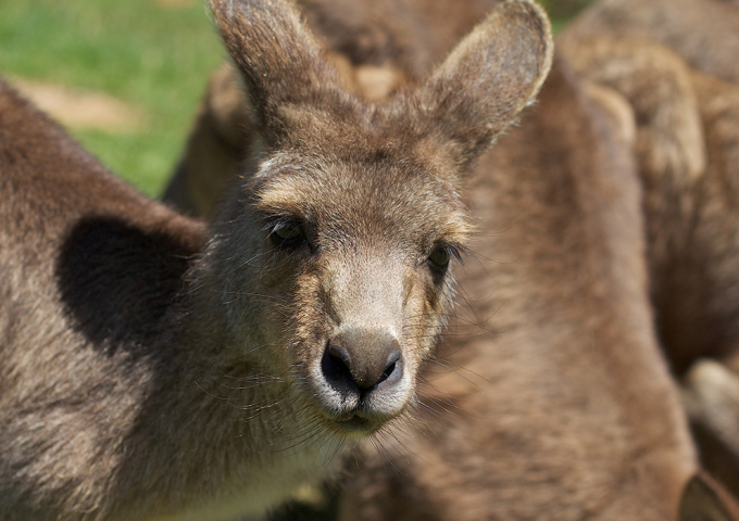 Trowunna Wildlife Sanctuary