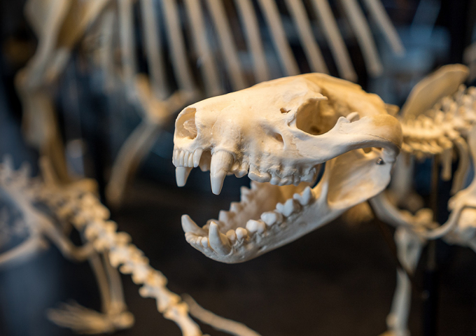UNE Natural History Museum