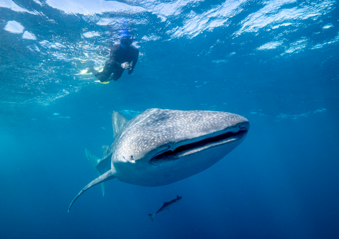 Science Week is going swimmingly so far! Wondering what else you can sea?