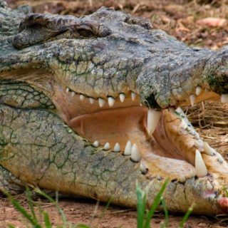 Crocodylus Park