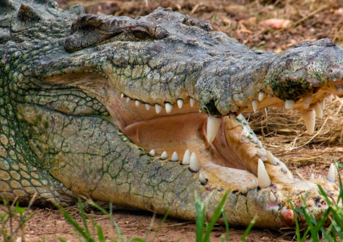 Crocodylus Park