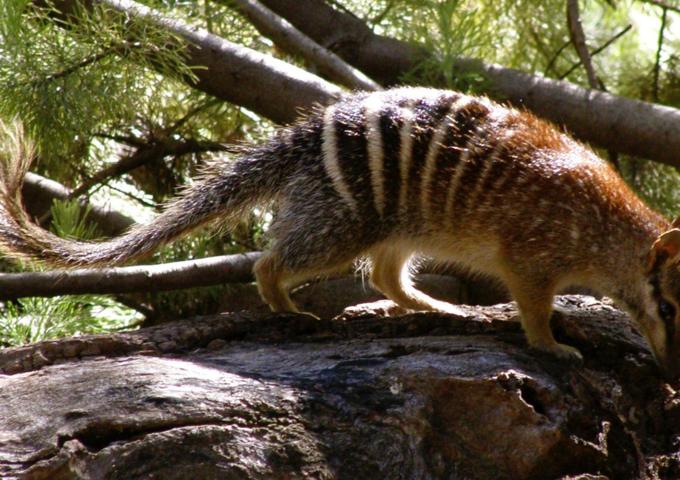 Perth Zoo