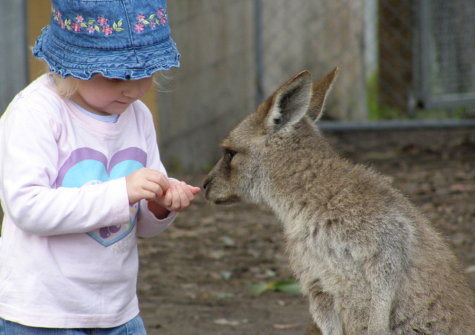 Potoroo Palace