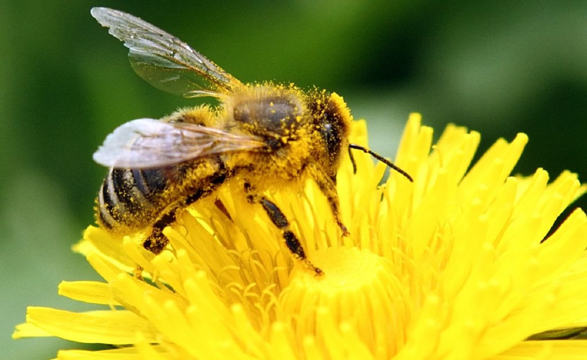 Bee Friendly Plants and Garden Identification - National Science Week