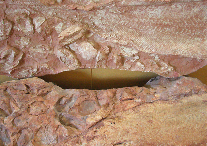 Age of Fishes Museum