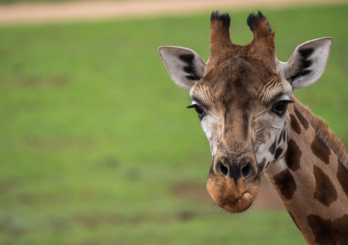 Monarto Safari Park