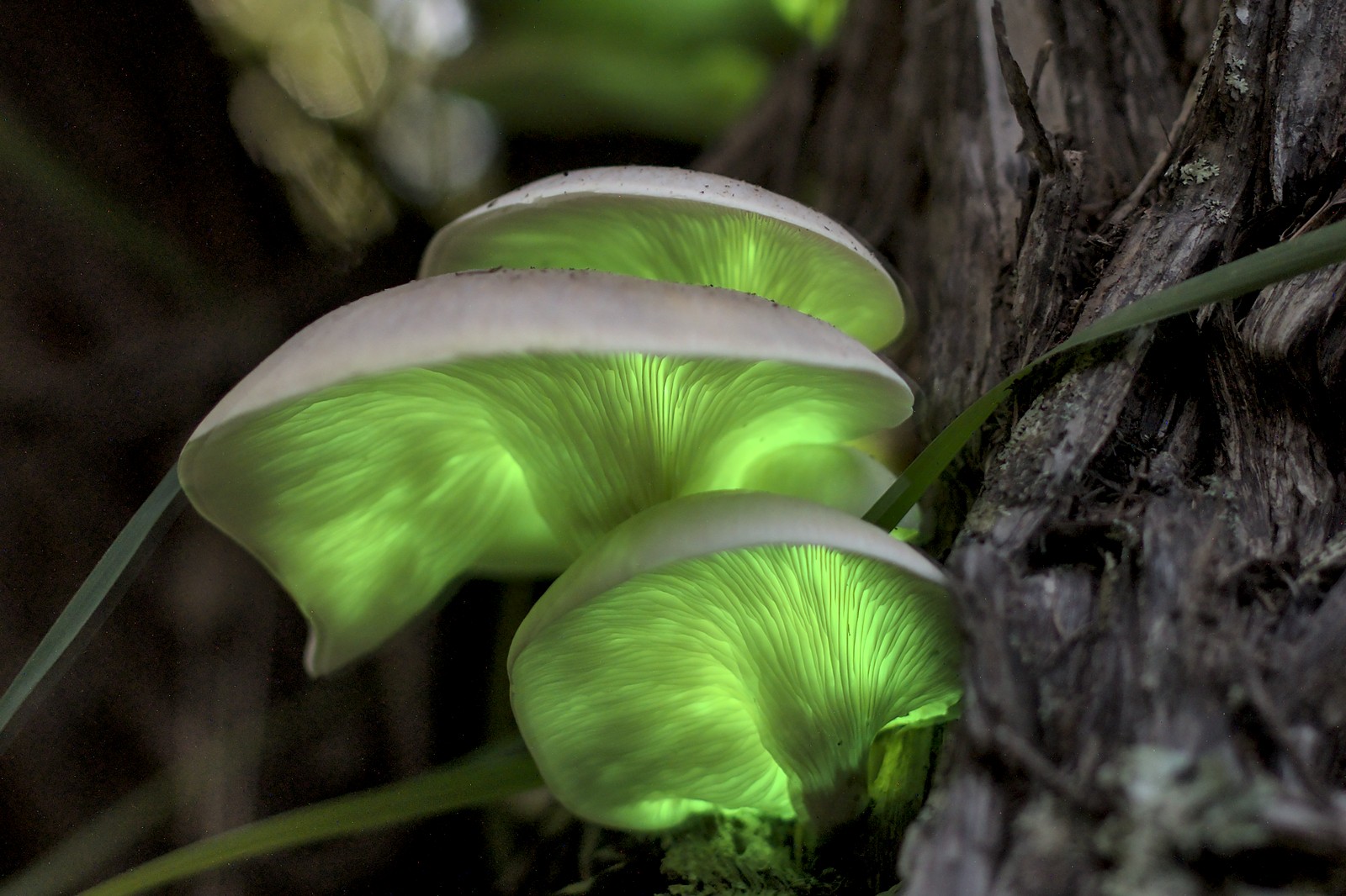 Sapphire Coast Science Festival