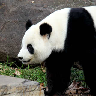 Adelaide Zoo