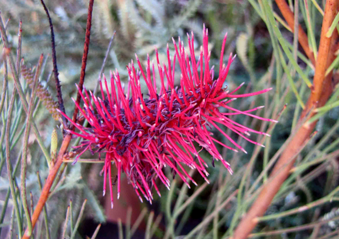 Australian National Botanic Garden