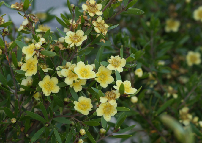 Mackay Regional Botanic Gardens