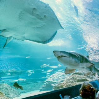 Aquarium of Western Australia