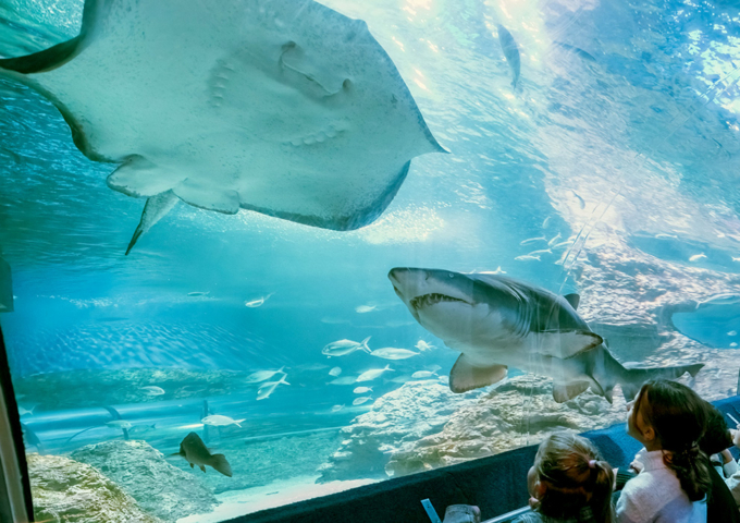 Aquarium of Western Australia