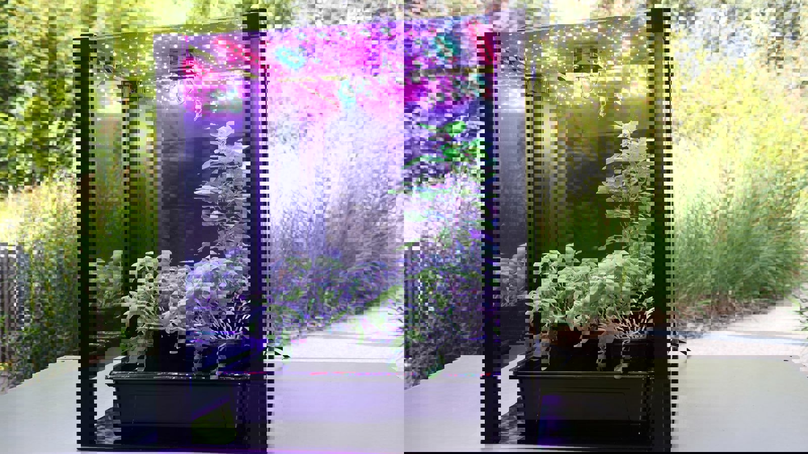 VIC 2025 highlights: Plants (past and future), attention, distraction, sharks, Minions, and more